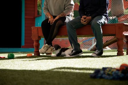 Oreo sitting underneath Victoria and Adrian's bench. (National Geographic)