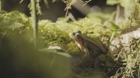 A frog on the forest floor of the Hoh Rainforest. (credit: National Geographic/Jake Hewitt)