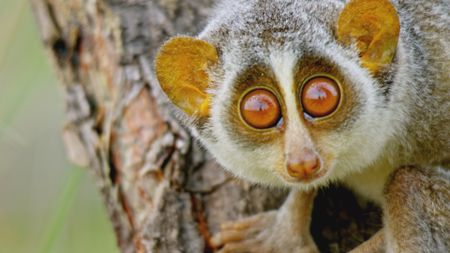 A slender loris looking into the camera in India. (Getty Images)