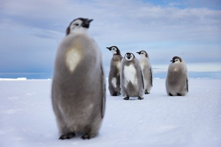 A group of five Emperor penguin chicks in the process of losing their downy coats stand together.  (credit: National Geographic/Bertie Gregory)