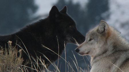 This wolf pair stays together for a long time compared to most wolf partnerships. (Landis Wildlife Films/Bob Landis)