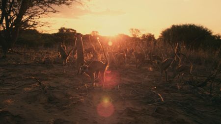 Group of meerkats together with sunset in background. (Getty Images)