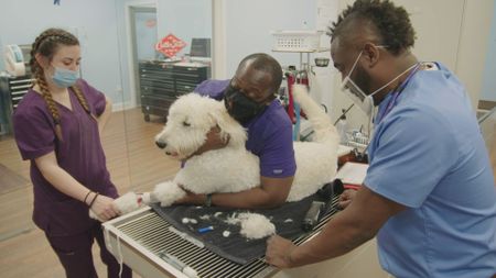 Dr. Hodges keeps an eye on Casper, the Goldendoodle, as they prep for surgery. (National Geographic for Disney)