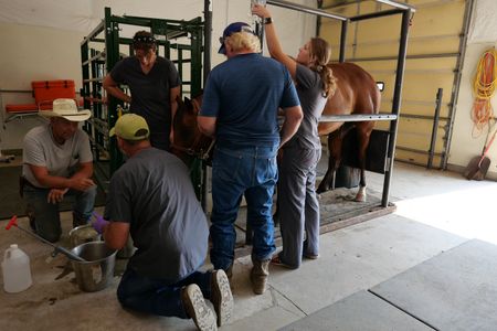 Owner Don Taylor talks with Drs. Ben and Erin Schroeder as they work to alleviate Sky the horse's colic symptoms. Kevin Kamrath, the other owner, observes as vet tech Laurel Driver sets up the IV drip. (National Geographic)