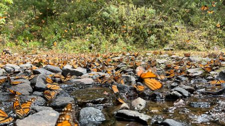 Monarch butterflies by a stream in El Rosario Sanctuary. (National Geographic for Disney/Imogen Prince)