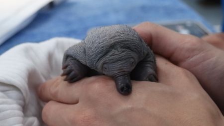 A baby echidna being held. (EQ Media Group/Peter Frare)