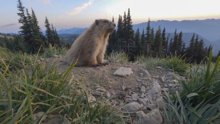 An Olympic Marmot emerges from its burrow on Hurricane Hill. (credit: National Geographic/Jake Davis)