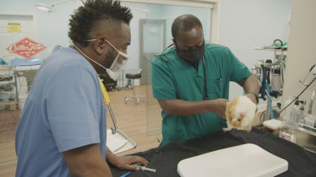 Surgery tech Paul brings Bendi, the guinea pig, to the scale for a quick weigh-in. (National Geographic for Disney)