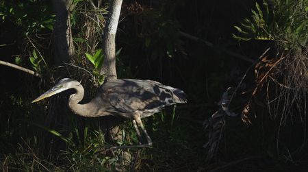 A great blue heron of the Everglades readies its positioning for catch. (credit: National Geographic/Mark Emery)