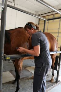 Dr. Erin Schroeder uses her phone timer and stethoscope to check the heart rate of Sky, a horse being treated for colic. (National Geographic)