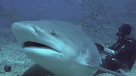 Close-Up Gray Bull Shark Underwater Ocean of Tonga. (National Geographic)