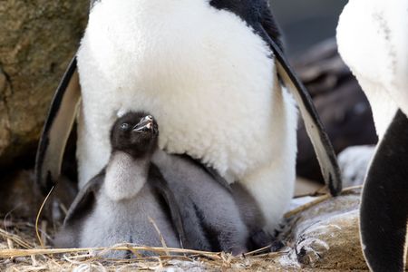 A Southern rockhopper penguin chick looks out from underneath its dad. (National Geographic for Disney/Robin Hoskyns)