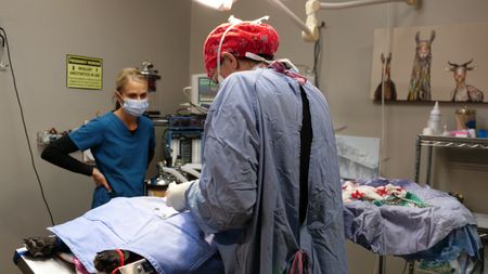 Vet tech Val Sovereign looks on as Dr. Erin Schroeder surgically removes a tumor from Suh, a 10-year-old black lab. (National Geographic)