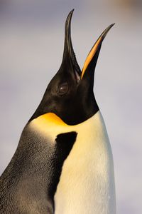 An adult Emperor penguin throws its head back whilst calling out across the colony.(credit: National Geographic/Bertie Gregory)