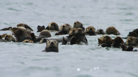 A group of sea otters float together on the open sea in Alaska. (Getty Images)