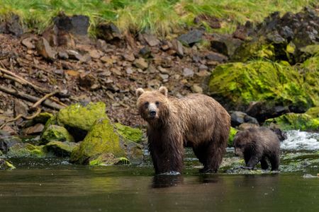 A brown bear mom and spring cub trek through the river to find a fishing spot. (National Geographic for Disney/Rory Dormer)