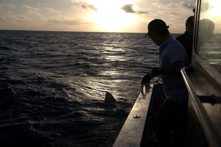 Catching sharks at dusk. (National Geographic/Sophy Crane)