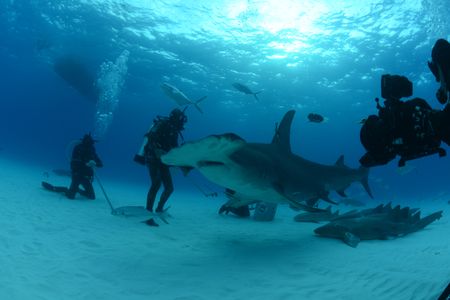 A Hammerhead shark swims past crew. (National Geographic)