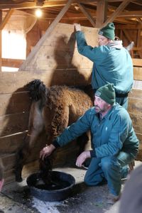 Drs. Ben and Erin Schroeder hold Cocoa the llama in place for the epsom salt foot bath. (National Geographic)