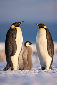 Two Emperor penguin adult parents stand with their chick in golden light.  (National Geographic/Bertie Gregory)