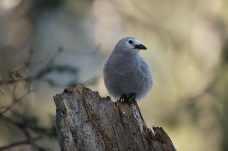 Clark's nutcracker on a branch.  (National Geographic/Thomas Winston)