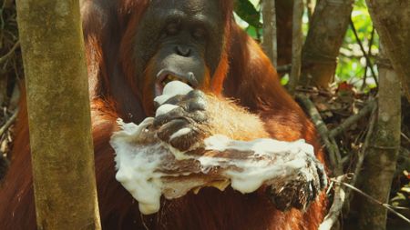 An orangutan licks a bar of soap after using it to wash her arm in Borneo. (Getty Images)