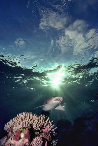 Shark with sun shining behind it around 1971.  (photo credit: Ron & Valerie Taylor)
