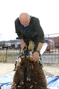 Dr. Pol shears one of the new Merino sheep that the Pol family purchased. (National Geographic)