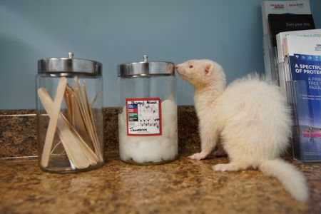Alfredo, the ferret, not only might have worms, but fleas as well. (National Geographic for Disney/Felix Rojas)