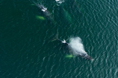 Humpback whales gather together to feed. (National Geographic for Disney/Katie Vickers)