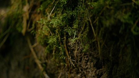 Sphagnum (or peat) moss in bog. (2023 BOG PEOPLE SEASON ONE INC.)