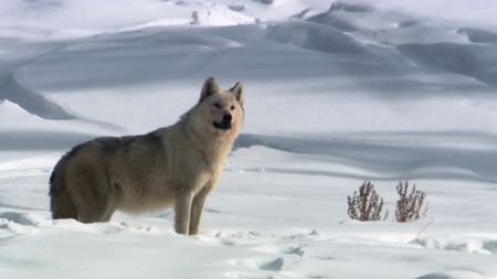 A wolf known as "The White Lady" is nearly hidden in a snow covered Yellowstone National Park. (Landis Wildlife Films/Bob Landis)