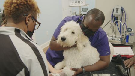 Surgery tech Paul holds on tight to Casper, the Goldendoodle, as they prep for surgery. (National Geographic for Disney)