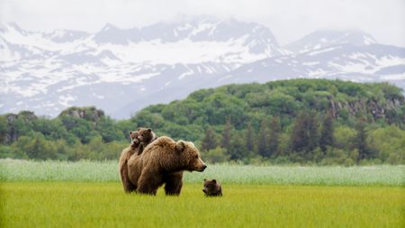 A brown bear sow with two cubs on her back in Hallo Bay. (credit: National Geographic/John Shier)