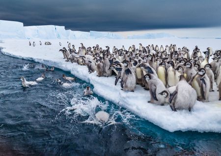 Emperor penguin chicks taking their first swim in Atka Bay, Antarctica.  (credit: National Geographic/Bertie Gregory)