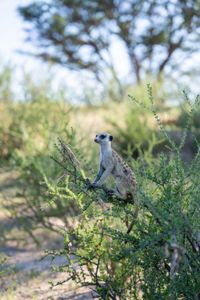 A meerkat sentinel climbs a bush in search of a higher vantage point to spot predators in the distance. (National Geographic/Emilie Ehrhardt)