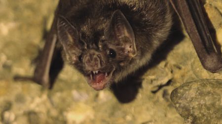 A close up shot of a vampire bat hanging from the ceiling with its fangs on show in Mexico. (Getty Images)