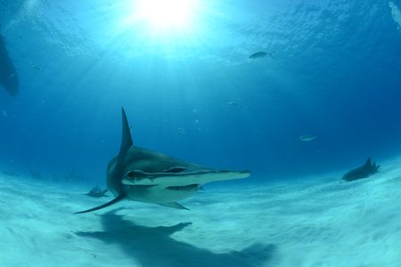 A Hammerhead shark swims off the coast of Bimini, Bahamas.  (National Geographic/Mark Wheeler)