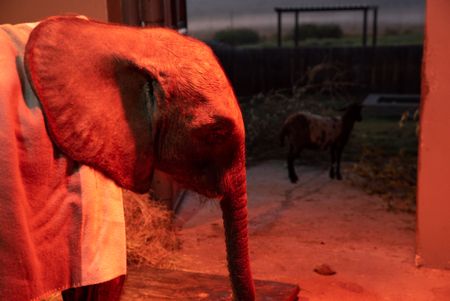 Elephant orphan Phabeni in his night time enclosure. (National Geographic/Cherique Pohl)