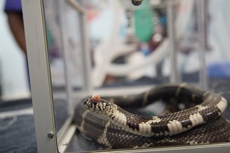 George, the king snake, is being anesthetized in order for Dr. Ferguson to get a proper look at his eye. (National Geographic for Disney/Felix Rojas)