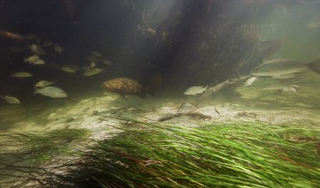 The mangrove nursery, full of small fish, makes an ideal home for a juvenile goliath grouper. (credit: National Geographic/Tom Fitz)