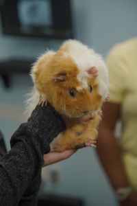 Bendi, the guinea pig, is presenting with a scratched eye. (National Geographic for Disney/Sean Grevencamp)