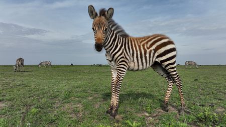 A very young zebra stands in the plains of the Serengeti. (National Geographic for Disney/Adam Clarke)