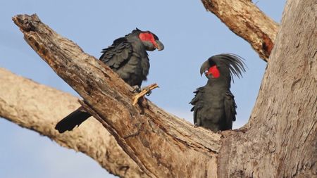 Two Palm Cockatoos on branch. (Dr Christina Zdenek)