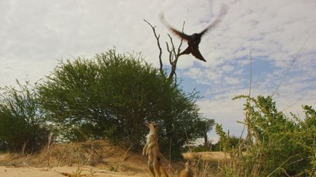 Meerkcat standing upright with Drongo in background. (Getty Images)