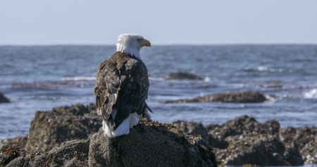 A Bald eagle looks out over the Pacific Coast. (credit: National Geographic/Jesse Wippert)