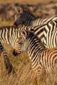 A plains zebra foal amongst the Great Migration. (National Geographic for Disney/Charlie Luckock)