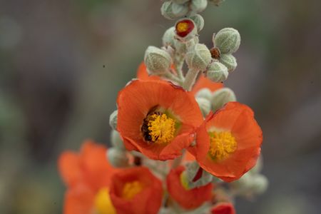 A globe mallow bee gathers pollen from a globemallow flower.(National Geographic/Jeff Reed)