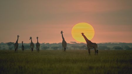 Group of giraffes walking with sunset in background. (BBC Motion Gallery - BBC Natural History/BBC Motion Gallery)