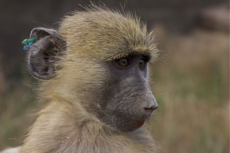 Close up of a baboon. (Big Wave Productions)